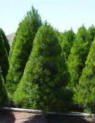 Pinus Radiata - Monterey Pine Trees from Heathwood Nurseries